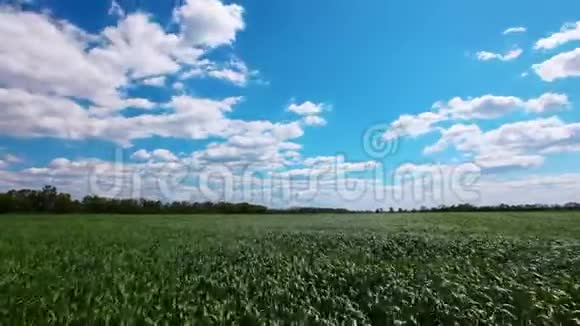 绿色的田野和多云的天空视频的预览图