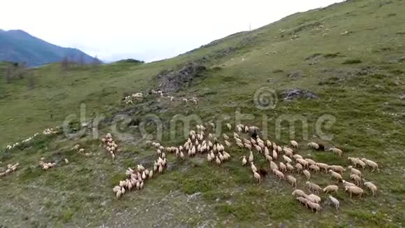 从空中看到小山一个牧羊人和一群羊在斜坡上放牧俄罗斯阿尔泰共和国视频的预览图
