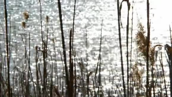 海边的芦苇和阳光视频的预览图