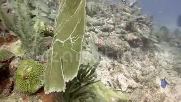 在海底视频的预览图