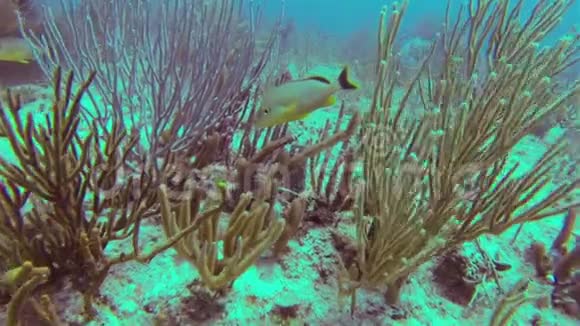 鱼在珊瑚屏障中游泳视频的预览图