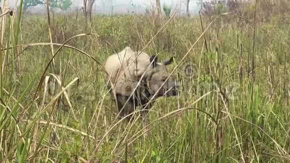 尼泊尔的一只角犀牛视频的预览图