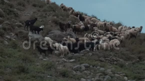 山上的羊群视频的预览图