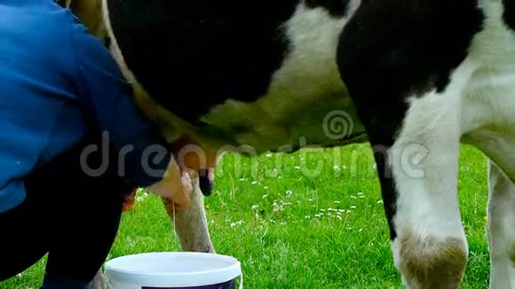 牛奶牛奶牛奶是一头牛视频的预览图