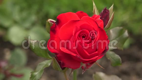 红玫瑰4K视频的预览图