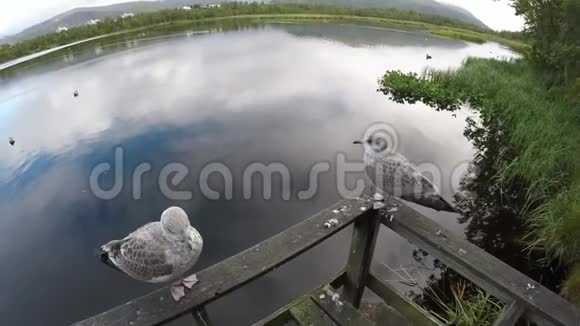 海鸥站在铁轨上飞过池塘水面慢动作视频的预览图