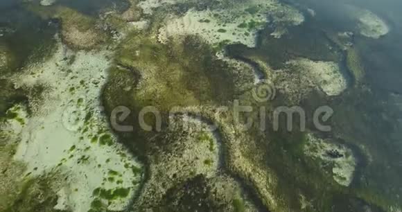 海藻的空中景观视频的预览图