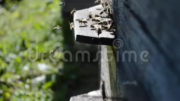 工作中的蜜蜂视频的预览图