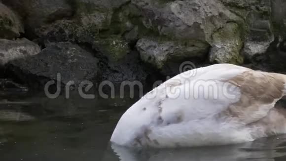 在湖中游泳的天鹅视频的预览图