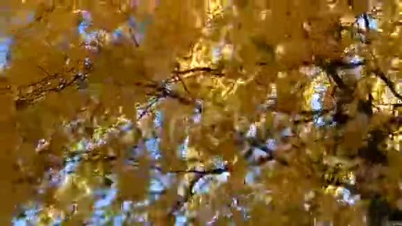 风中黄桦视频的预览图
