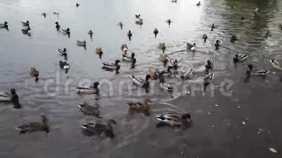 在湖里喂野鸭视频的预览图