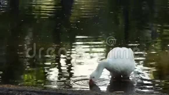 鹅喝水视频的预览图