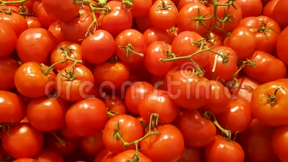 有机番茄镜头视频的预览图