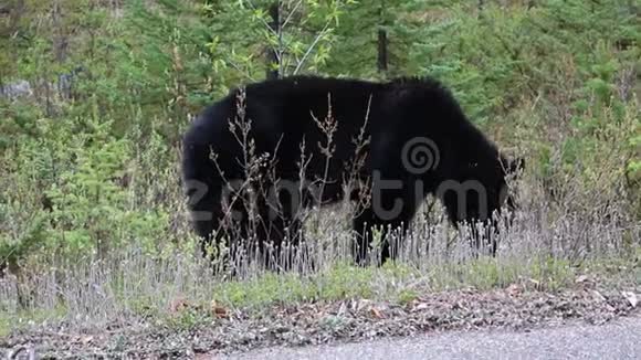 黑熊靠近马路视频的预览图