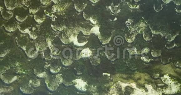 海藻的空中景观视频的预览图