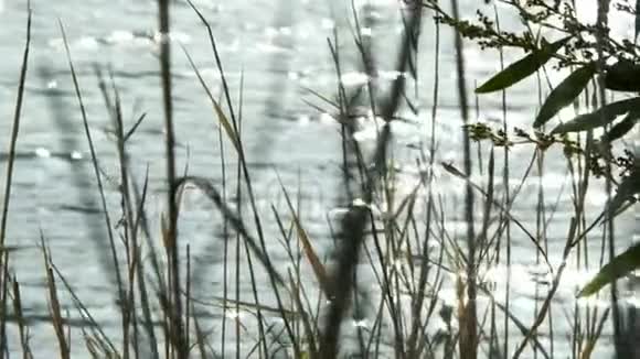海边的芦苇和阳光视频的预览图