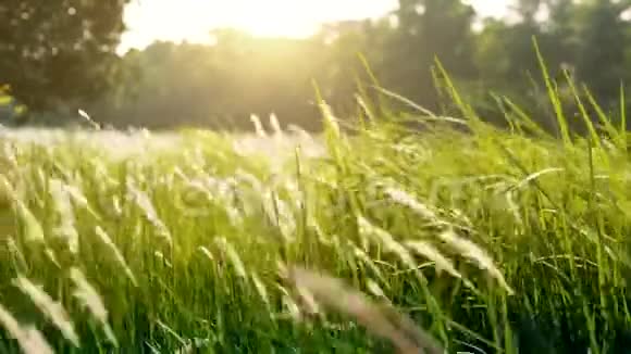 春草草甸配白草花公园大自然环境概念绿色自然背景视频视频的预览图