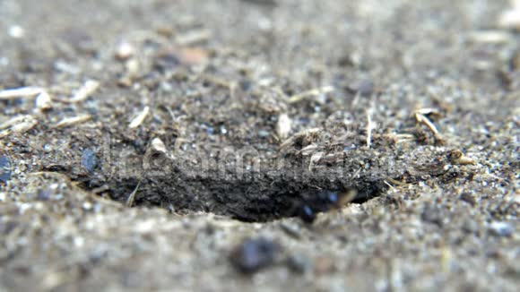 土壤上的动物昆虫蚂蚁视频的预览图