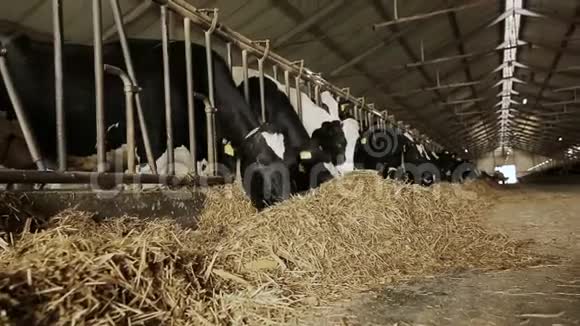 在动物农场放牧奶牛视频的预览图