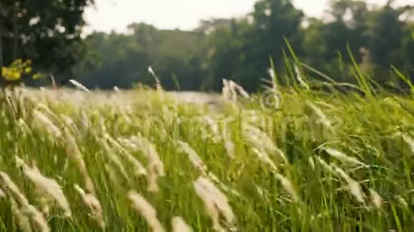 在阳光明媚的夏日草甸草原上的花草在微风中吹拂和摇曳背景是河湖视频的预览图
