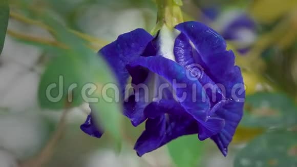 蝴蝶豌豆或蓝豆花草本茶和干蝴蝶豌豆花视频的预览图