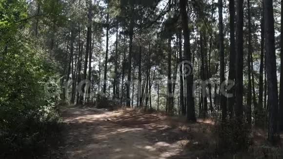 森林里巨大的高大树木视频的预览图