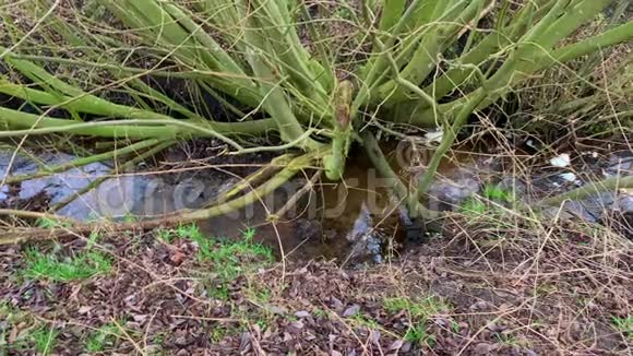 水在田之间的沟渠中流动视频的预览图