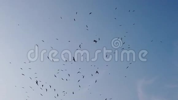 蓝天和飞翔的海鸥视频的预览图
