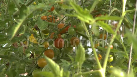 樱桃番茄葡萄视频的预览图