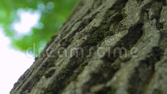 蚂蚁昆虫在树上视频的预览图