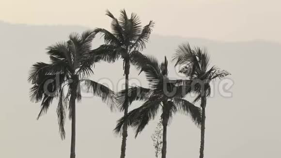 微风中高大的棕榈树视频的预览图