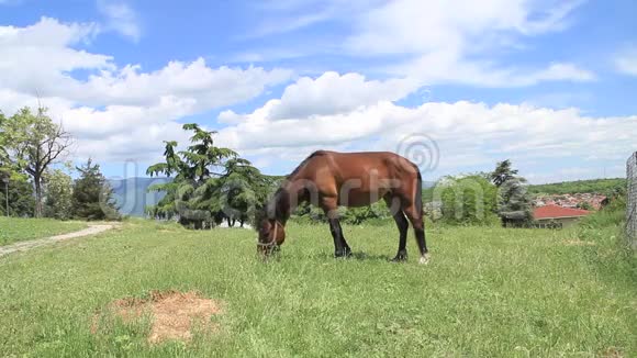 马放牧草地视频的预览图