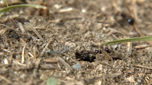 土壤上的动物昆虫蚂蚁视频的预览图