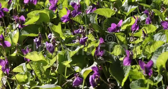 花园里紫罗兰的床视频的预览图
