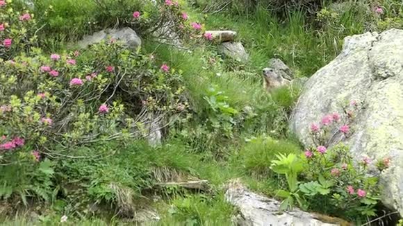 阿尔卑斯山的马尔莫特马尔莫塔和阿尔卑斯山的玫瑰花视频的预览图