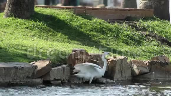 一只鸟抓鱼吃了它视频的预览图