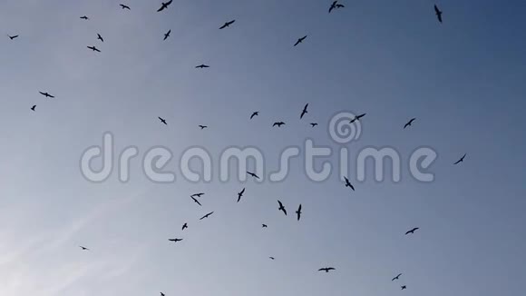 蓝天和飞翔的海鸥视频的预览图
