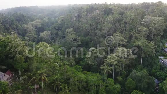 乌布热带森林视频的预览图