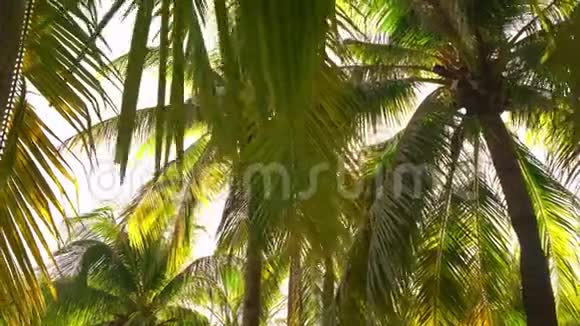阳光穿过棕榈树视频的预览图