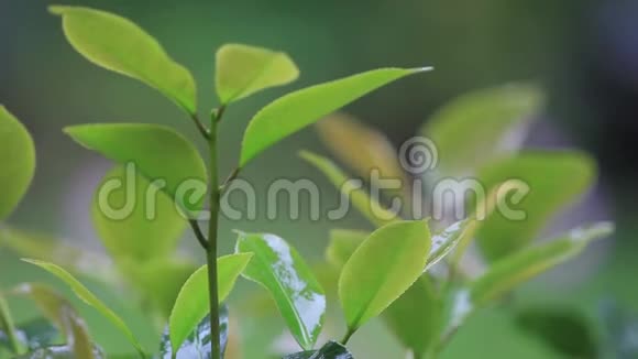 雨打在山茶叶上视频的预览图