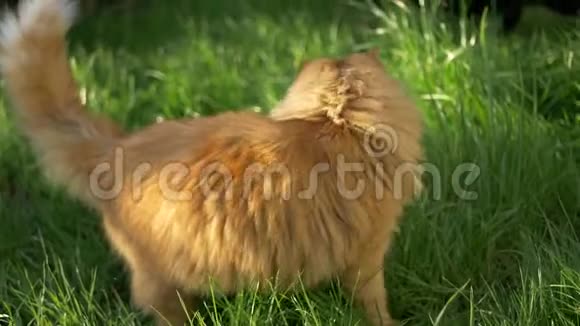长草中的姜汤猫视频的预览图