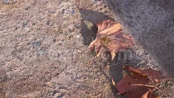 一片被风吹动的叶子视频的预览图