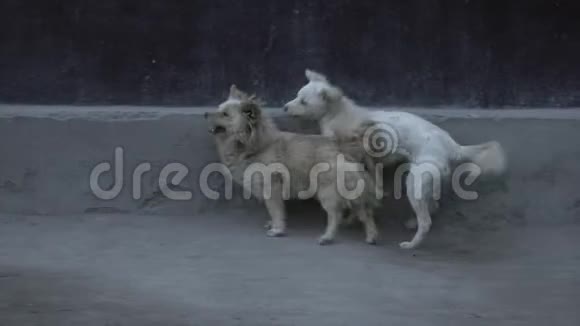 两只狗在街上玩耍视频的预览图