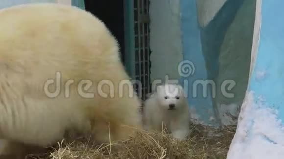 冬天北极熊一家人在动物园散步视频的预览图