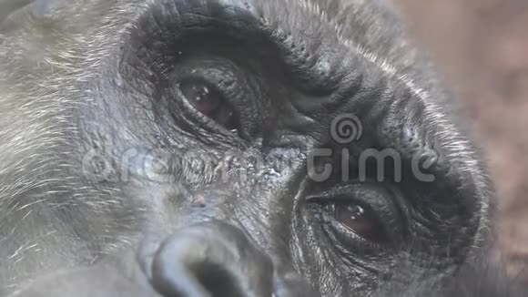 大猩猩的眼睛视频的预览图