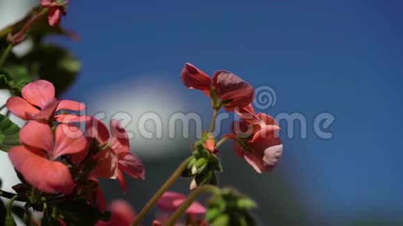 花园里的红天竺葵视频的预览图