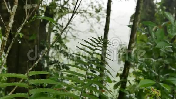雨后森林里的蕨类植物视频的预览图