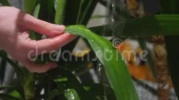 在家里洗雨卡树视频的预览图