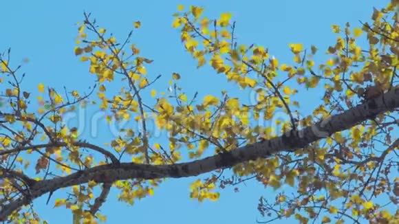 树枝上的黄叶视频的预览图
