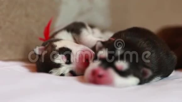 新生小狗睡觉视频的预览图